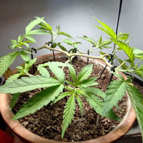 MK 1 growlog timeline photo