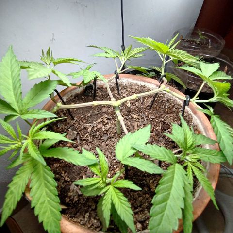 MK 1 growlog timeline photo