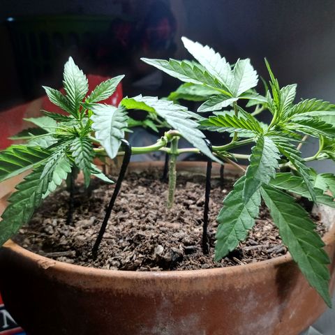 MK 1 growlog timeline photo