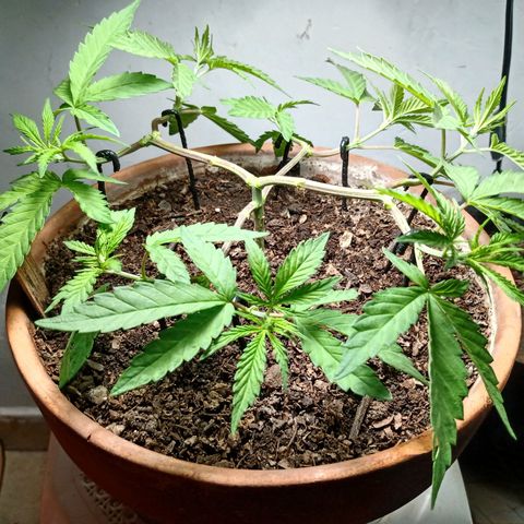MK 1 growlog timeline photo