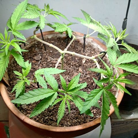 MK 1 growlog timeline photo