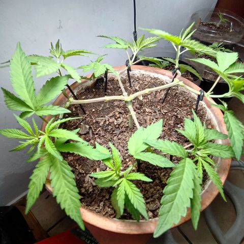 MK 1 growlog timeline photo