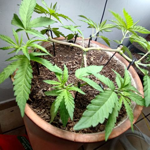 MK 1 growlog timeline photo