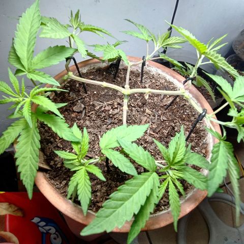 MK 1 growlog timeline photo