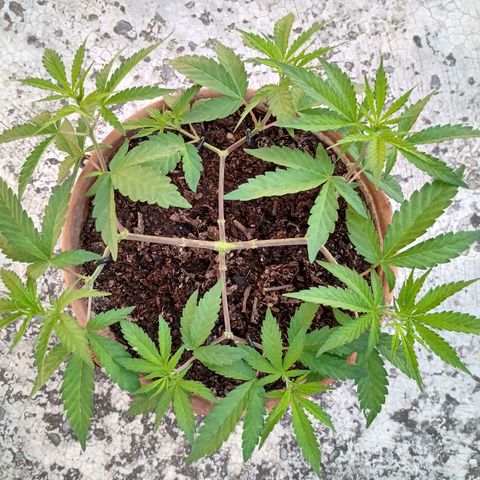 MK 1 growlog timeline photo