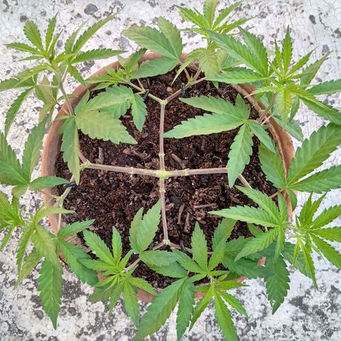 MK 1 growlog timeline photo