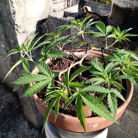 MK 1 growlog timeline photo