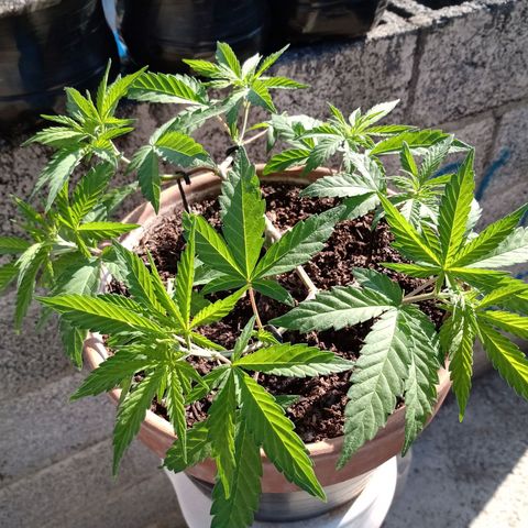 MK 1 growlog timeline photo