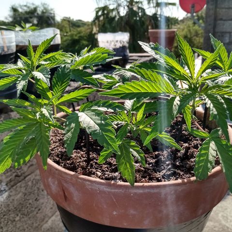 MK 1 growlog timeline photo