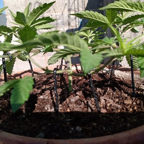 MK 1 growlog timeline photo