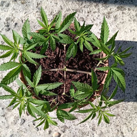 MK 1 growlog timeline photo