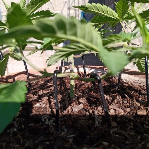 MK 1 growlog timeline photo