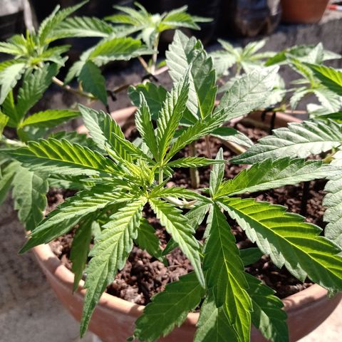 MK 1 growlog timeline photo