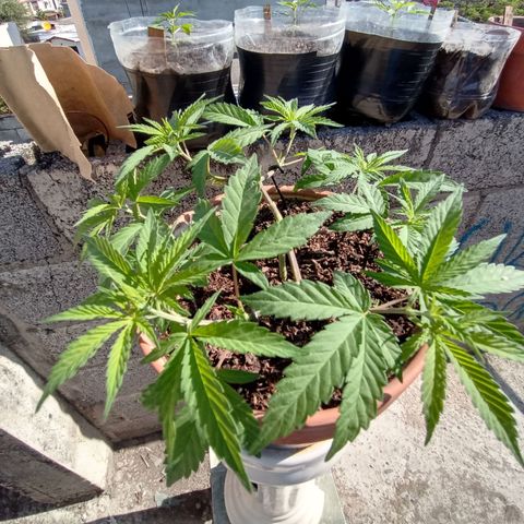 MK 1 growlog timeline photo