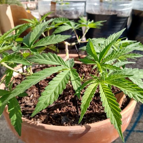 MK 1 growlog timeline photo