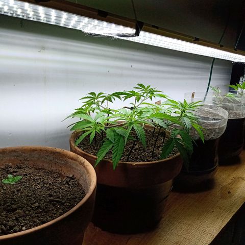 MK 1 growlog timeline photo