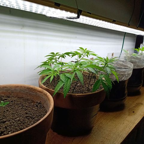 MK 1 growlog timeline photo