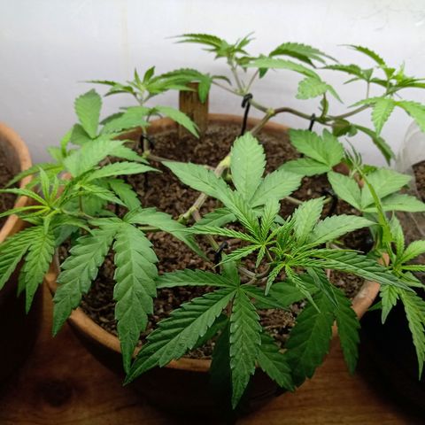 MK 1 growlog timeline photo
