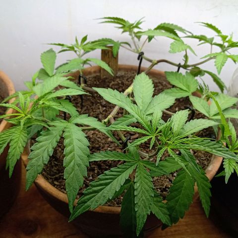 MK 1 growlog timeline photo