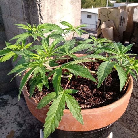 MK 1 growlog timeline photo