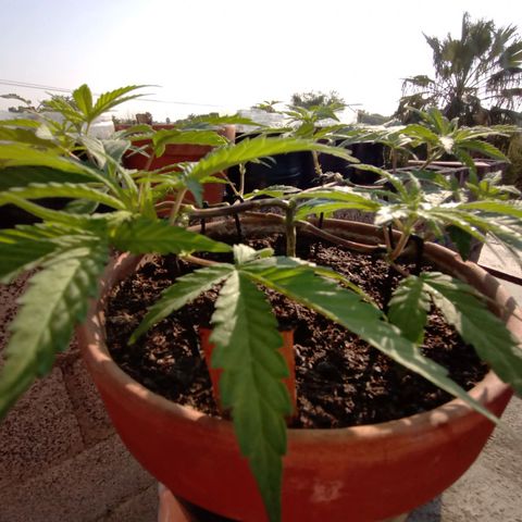 MK 1 growlog timeline photo