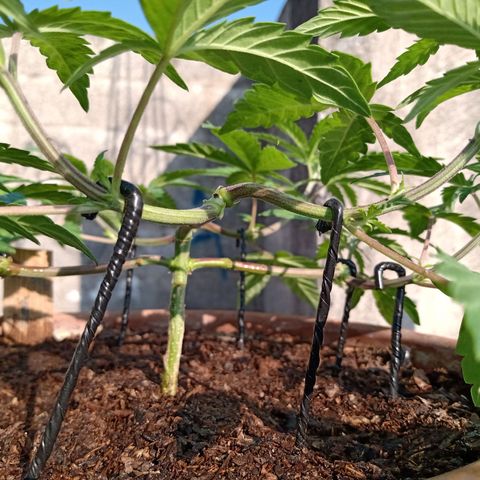 MK 1 growlog timeline photo