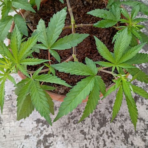 MK 1 growlog timeline photo