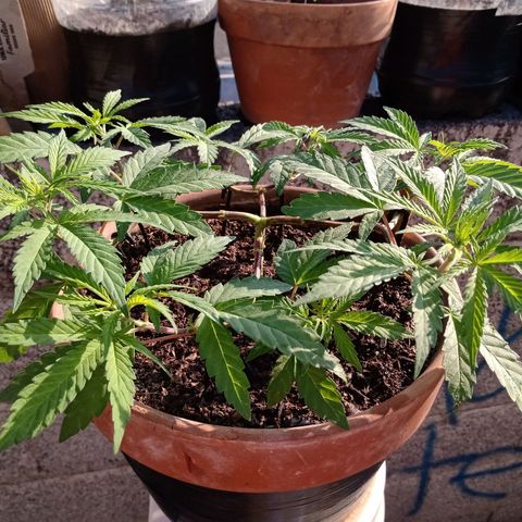 MK 1 growlog timeline photo