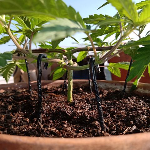 MK 1 growlog timeline photo