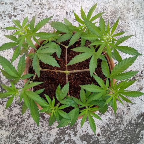 MK 1 growlog timeline photo