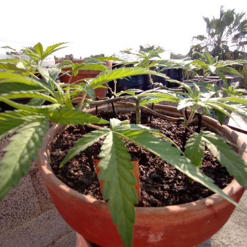 MK 1 growlog timeline photo