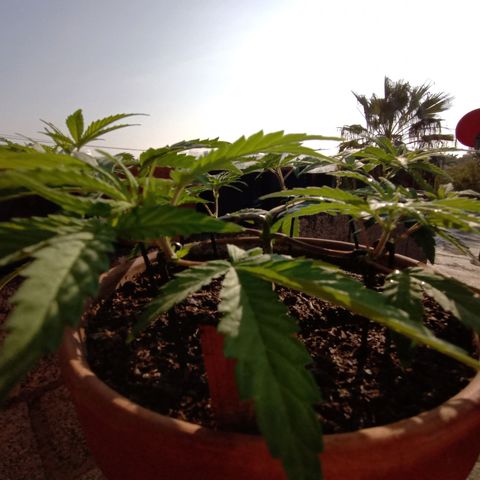 MK 1 growlog timeline photo
