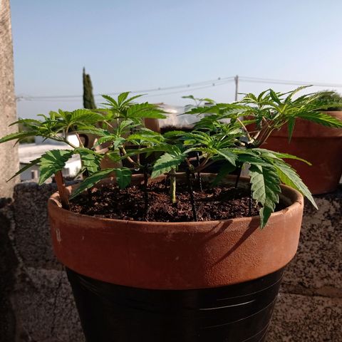 MK 1 growlog timeline photo