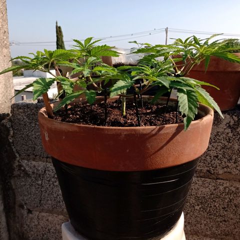 MK 1 growlog timeline photo