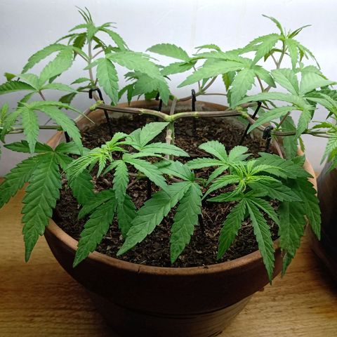 MK 1 growlog timeline photo