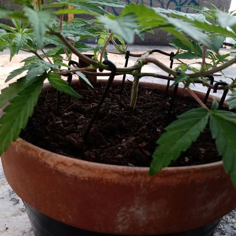 MK 1 growlog timeline photo