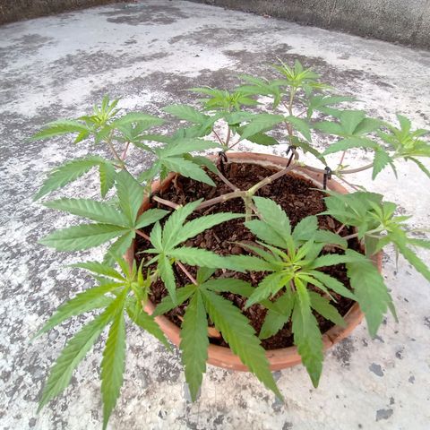 MK 1 growlog timeline photo