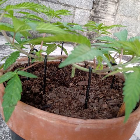 MK 1 growlog timeline photo