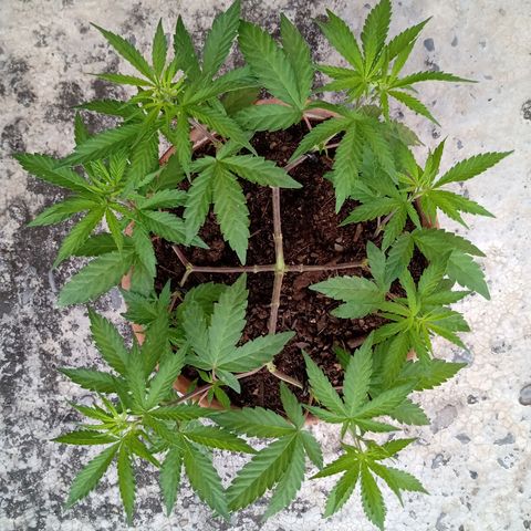 MK 1 growlog timeline photo