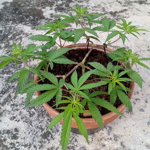 MK 1 growlog timeline photo