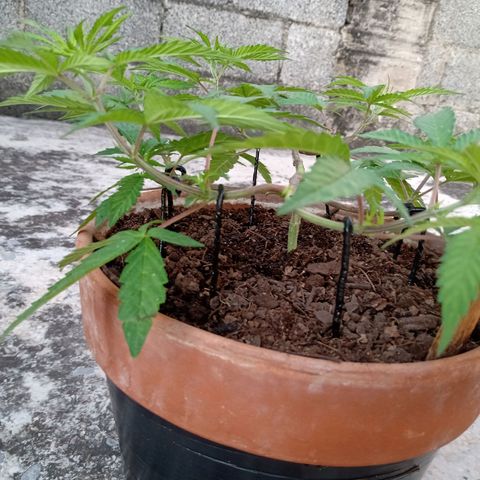 MK 1 growlog timeline photo