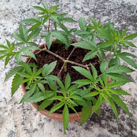 MK 1 growlog timeline photo