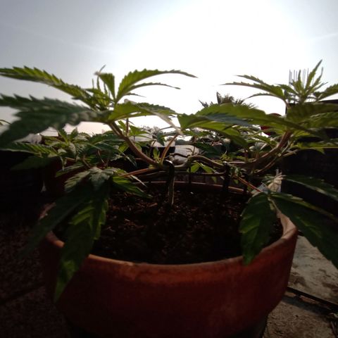 MK 1 growlog timeline photo