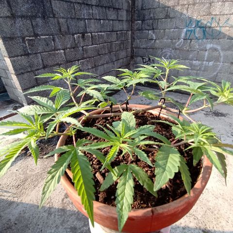 MK 1 growlog timeline photo