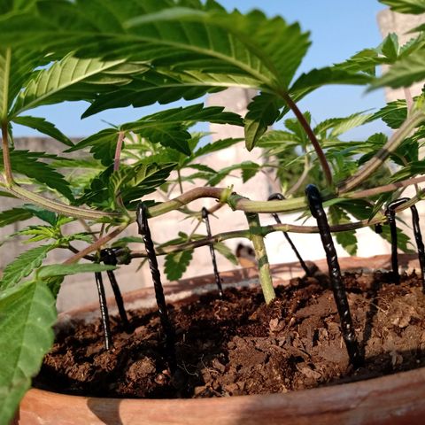 MK 1 growlog timeline photo