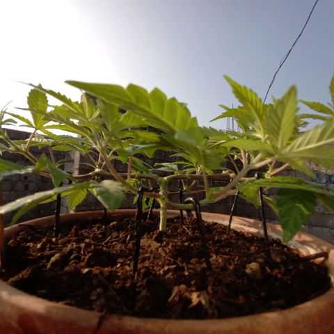 MK 1 growlog timeline photo