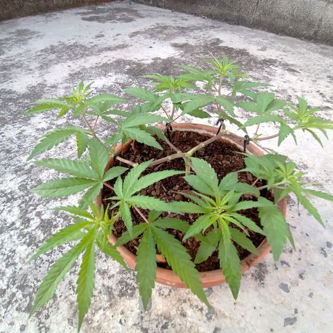 MK 1 growlog timeline photo