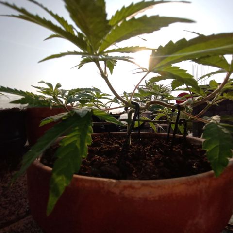 MK 1 growlog timeline photo