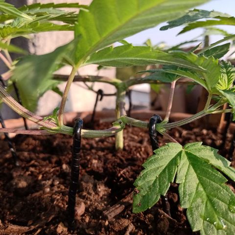 MK 1 growlog timeline photo