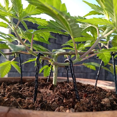 MK 1 growlog timeline photo